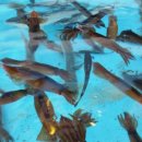 산오징어 이미지