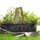 허브 식물과 향기의 이용 이미지