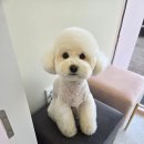 힐스 펫살롱 | 매산동애견미용 비숑도 이쁘게 해주는 힐스 펫살롱