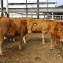 횡성한우 이미지