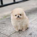 펫블리강아지&미라클고양이 이미지