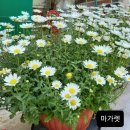 장태산자작나무펜션 이미지