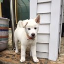 본가장수촌 이미지