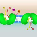 에파코팜 이미지