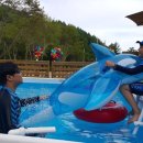 홍천해당화 이미지