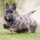 애견백과 - 스코티시 테리어 (Scottish Terrier) 이미지