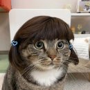 봄봄살롱 | 살롱슈에뜨에서 극손상모 케어 아윤채 트린트먼트 받고 온 후기♥