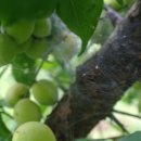 아들딸농장 이미지