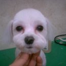 라벤다맘