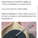 토종참깨 시금자(검정참깨)씨앗나눔(마감) 이미지