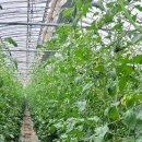 유기농 대추 방울토마토 50% 맛보기이벤트 이미지