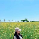 행렬농장 | 고창 여행 및 <고창 청보리밭 축제> 리얼 후기