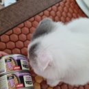 수화농장 | 아카나 캣 청크캔 후기