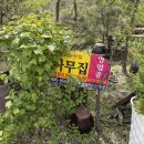 소나무집 - 이천시 모가면 | 소나무집