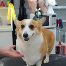 펫 살롱 파밀리에 이미지