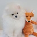 LOVING PET 이미지