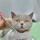 고양이무마취미용 무냥무냥 대구점 | 부산고양이미용의 새로운 패러다임, 고양이무마취미용 무냥무냥 부산서면점 후기