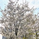 씨사이드파크 영종진 화장실 | [영종도/구읍뱃터] 영종도 벚꽃 명소 4월 12일 개화 상황 | 씨사이드파크 영종진공원