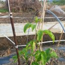 노리댕댕 이미지