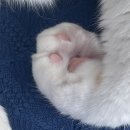 라모타B 이미지