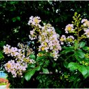 평화마을 이미지