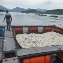 완도17호 이미지