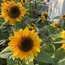 (자격증)책놀이지도사 2급 이미지