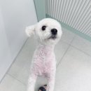 시크쁘숑 이미지