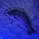 스펀지실내낚시카페 이미지