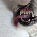 횡성동물병원 이미지