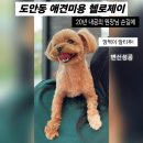 리즈애견미용 | [공지] 대전 도안동애견미용 헬로제이 20년 경력 원장님의 스트레스 제로 가위컷 말티푸 쭈별이 후기