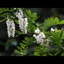 과수원길 이미지