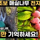 매실이 펑펑, 왕초보 전지법 완벽정리 귀농의신 구독자 28.5만명 이미지