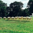 현대사슴목장 이미지