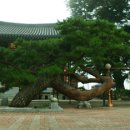 단오사
