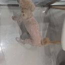 귀염둥이 푸들 조조🐶 이미지