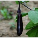 용산농장 이미지