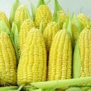 ★옥수수(CORN)의효능 이미지