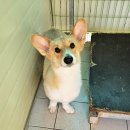 영일사슴 이미지