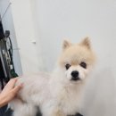 가을애견미용실 네이버블로그
