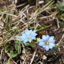 겐티아나 시노-오르나타(Gentiana sino-ornata) 이미지