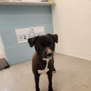 다솜애견 이미지