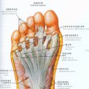 *발의구조 -족저근 이미지