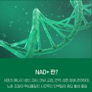 NMN 영양제 비교 완전 정복! 유래와 제품유형 비교 [내돈내산]