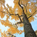 원도심 은행나무 이미지