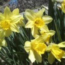 [4월 3일 탄생화] 나팔수선화(Daffodil) : 존경 이미지