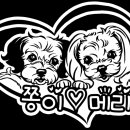 쫑이와메리 이미지