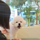 미용해주개 이미지