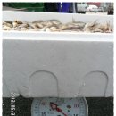 6월1일. 황석어, 20미 병어, 선어 횟감, 활광어(동영상 추가 올림) 이미지