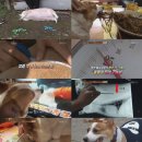 치수농장 이미지